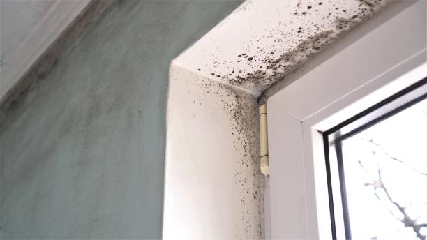 Best Insurance-Related Mold Remediation in New Bremen, OH