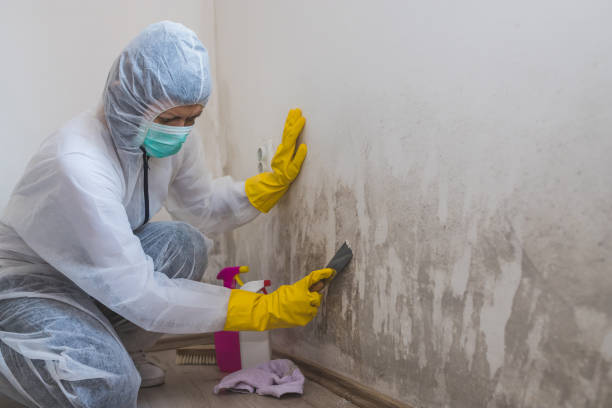 Best Crawl Space Mold Remediation in New Bremen, OH