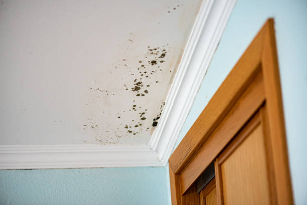 Best White Mold Remediation in New Bremen, OH